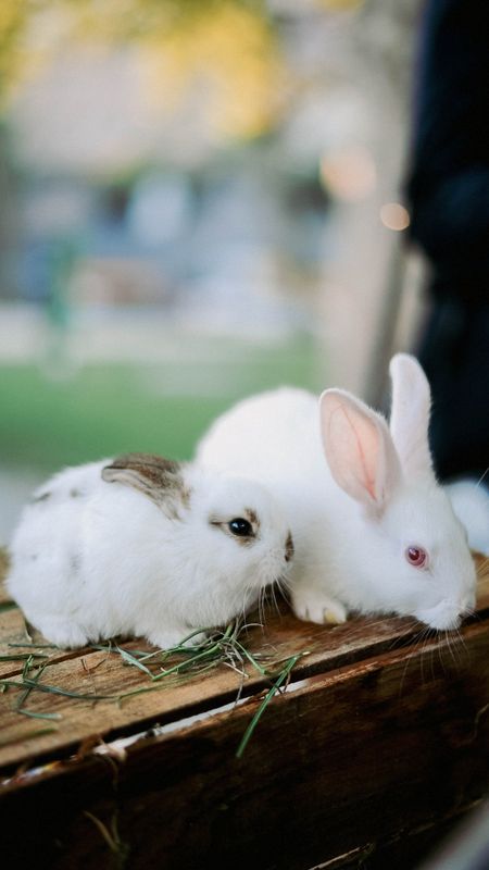 Cute Animals Two Bunny Wallpaper Download | MobCup