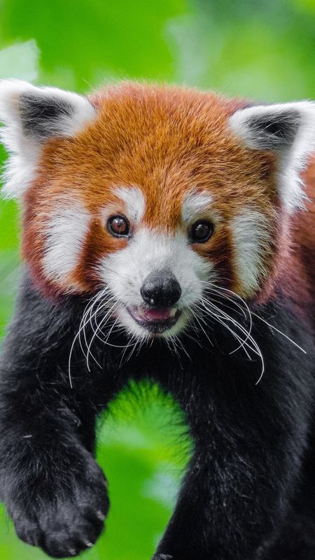 red panda bear wallpaper