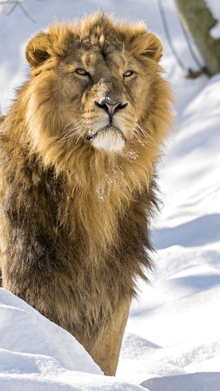 Lion Photo - Snow Background Wallpaper Download | MobCup Lion Photo - Snow Background Wallpaper Download | MobCup
