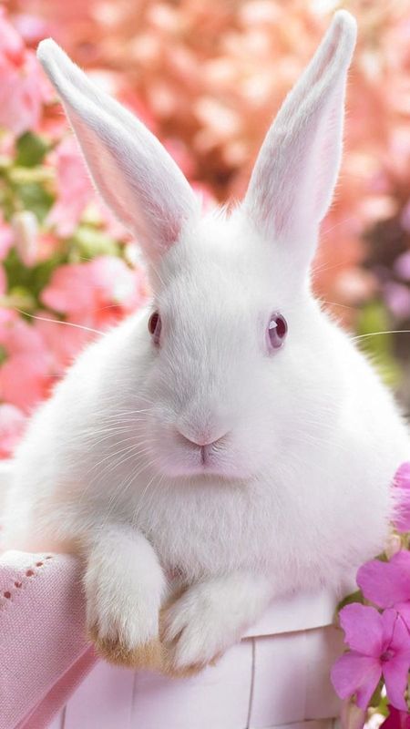 Cute Bunny Pictures  Download Free Images on Unsplash