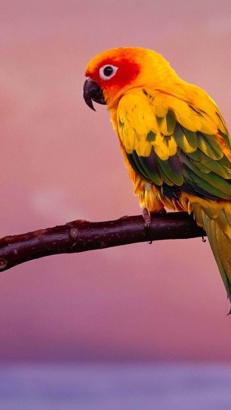 Love Birds - Parrot Bird Wallpaper Download | MobCup Love Birds - Parrot Bird Wallpaper Download | MobCup