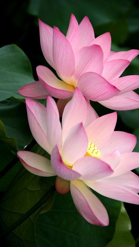 Lotus Flower | Lotus Wallpaper Download | MobCup