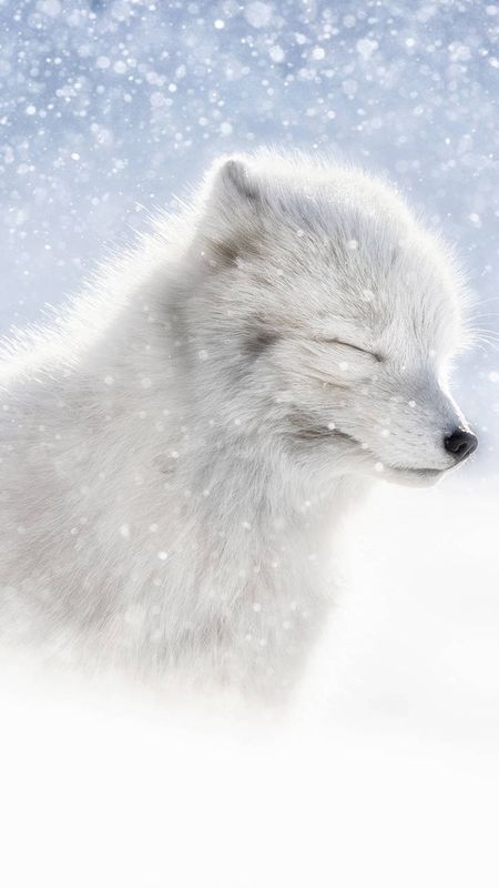 beautiful white fox