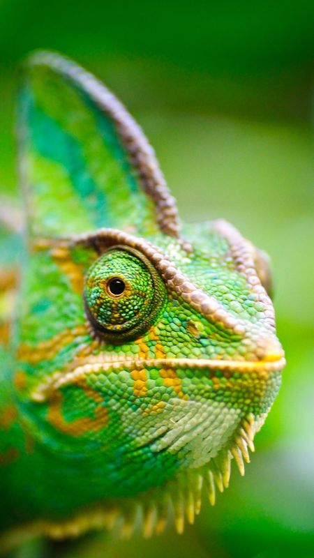 Chameleon | Green Lizard Wallpaper Download | MobCup