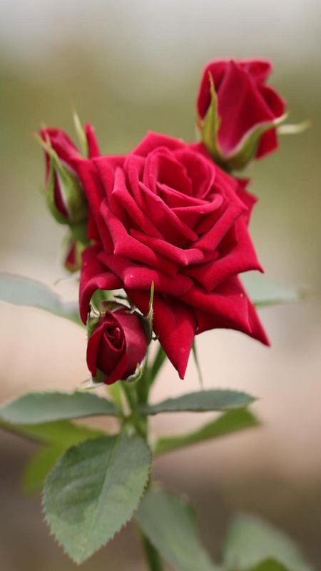 Beautiful Red Rose Flower | Beautiful Red | Rose Wallpaper Download | MobCup