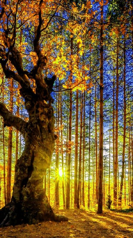 Sunlight in the forest Wallpaper Download | MobCup
