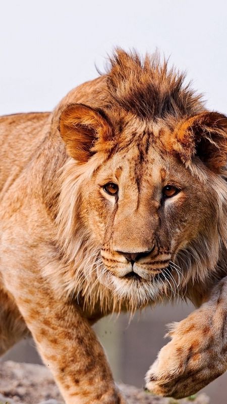 Lion Photo - Lion - Wild - Animals Wallpaper Download | MobCup