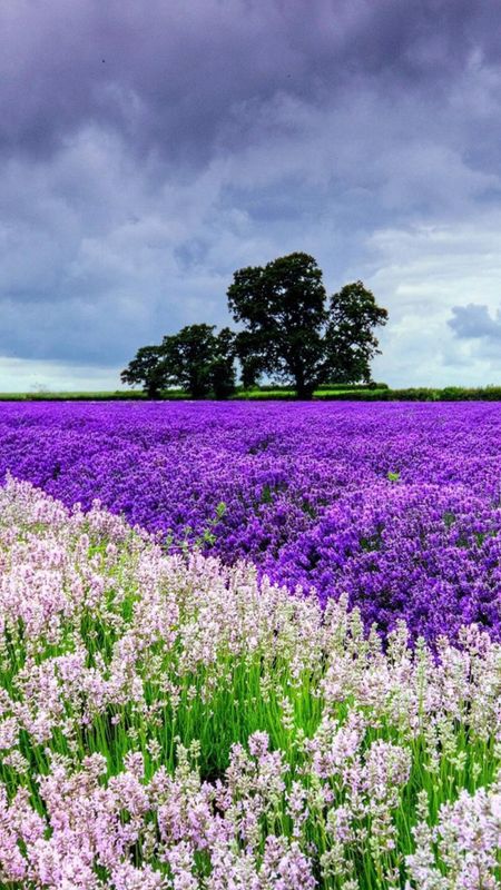 Flower field Wallpaper Download | MobCup