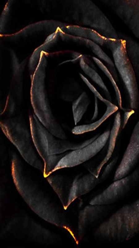 Black Rose Wallpaper Download | MobCup