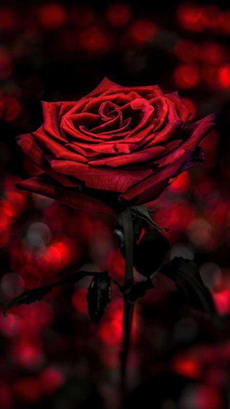 Red Roses 4K Ultra HD Mobile Wallpaper