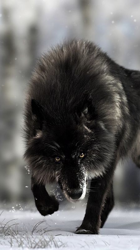 Angry Black Wolf Wallpaper Download | MobCup