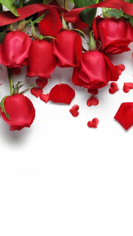 Beautiful Red Rose Flower | Background Wallpaper Download | MobCup
