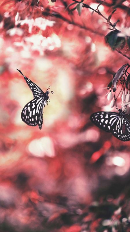 Black Butterfly | Background | Aesthetic Wallpaper Download | MobCup