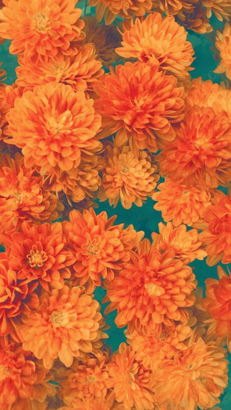 Marigold aesthetic aesthetic flower aesthetic Marigold flower HD phone  wallpaper  Peakpx