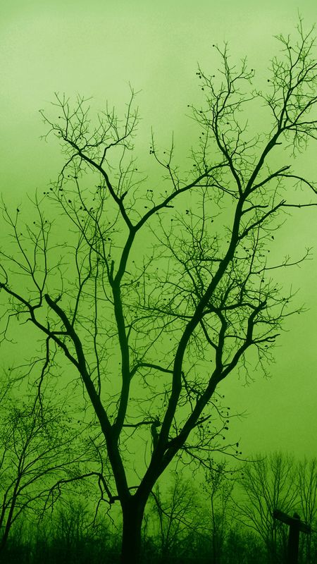 Green Colour | Green Colour Trees | Green Trees Wallpaper Download | MobCup