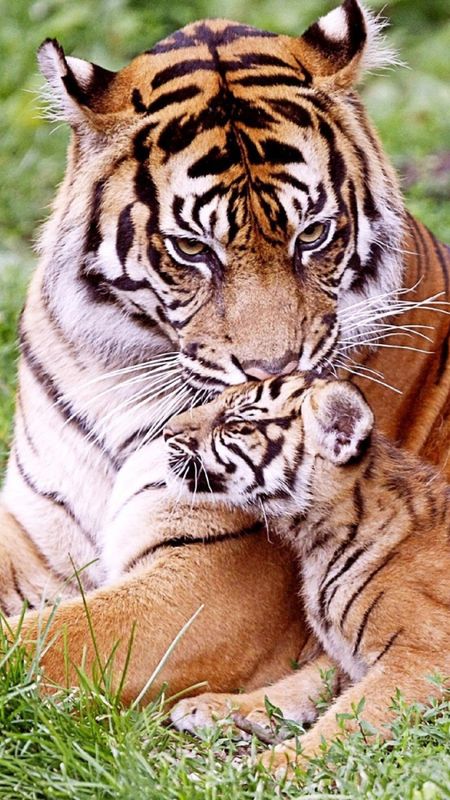 Download Baby Tiger And Mother Tiger Wallpaper