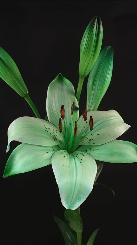 Lily | Green Wallpaper Download | MobCup