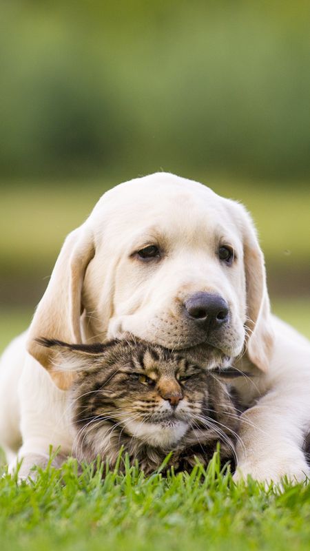 Cat And Dog - Cute Dog - Cat - Animals Wallpaper Download | MobCup