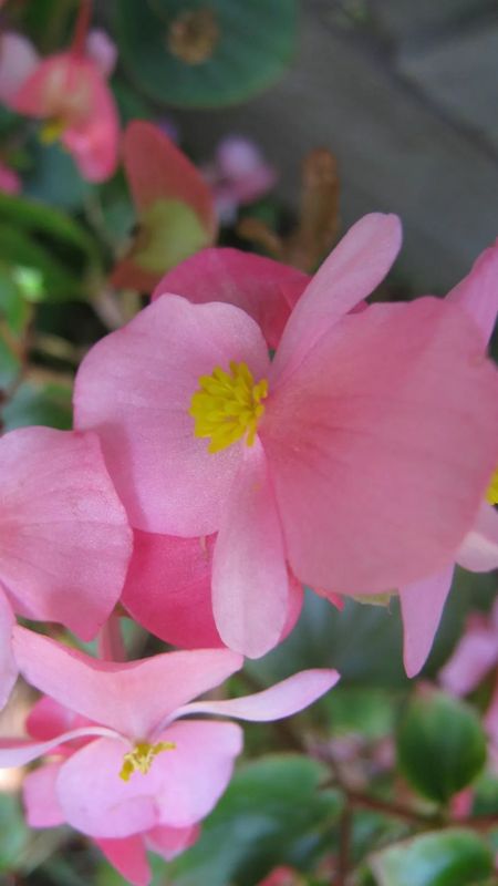 Begonia | Light Pink Flower Wallpaper Download | MobCup