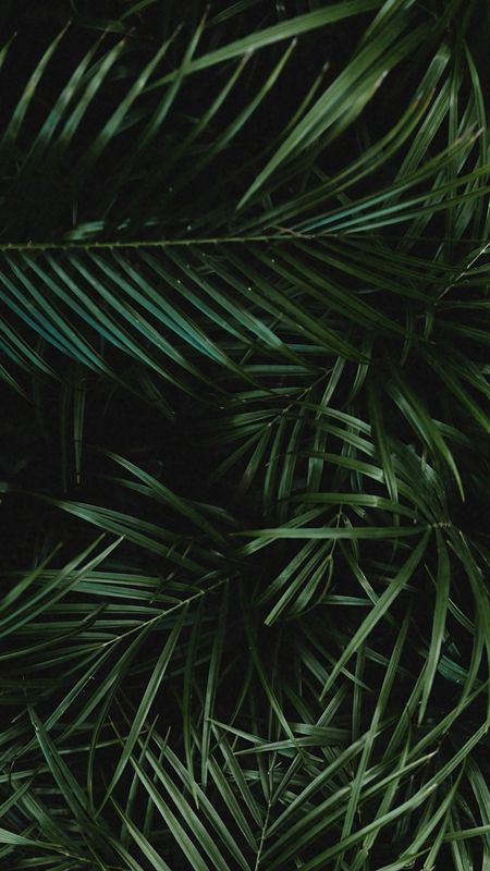 Realme C21y - Green Leaves Wallpaper Download | MobCup