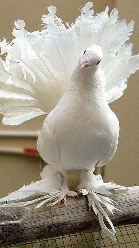 Bird | White Cute Pigeon Bird Wallpaper Download | MobCup