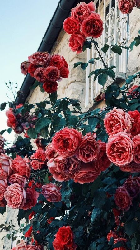 Flowers Aesthetic | Red | Rose Wallpaper Download | MobCup