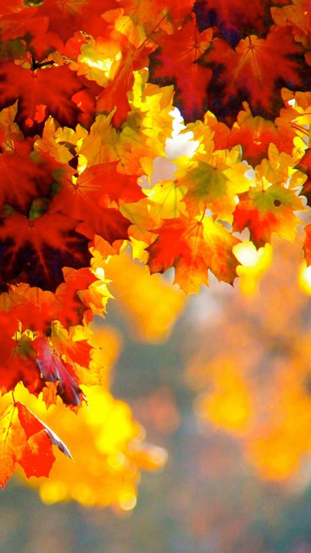 Nature HD Wallpaper Wallpaper Download | MobCup Nature HD Wallpaper Wallpaper Download | MobCup