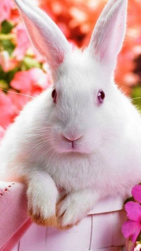 Cute Rabbit Background Images, HD Pictures and Wallpaper For Free Download  | Pngtree
