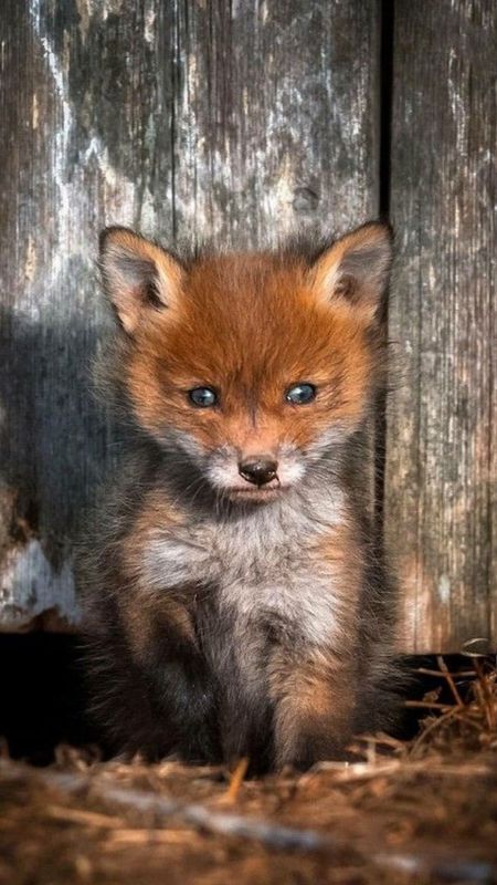 Cute Baby Animals - Baby Fox Sitting Wallpaper Download | MobCup