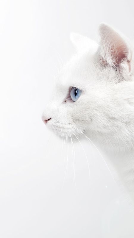 White Colour | White Colour Cat | White Cat Wallpaper Download | MobCup