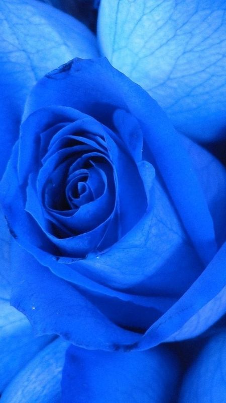 Blue Rose - Rose - Blue Wallpaper Download | MobCup