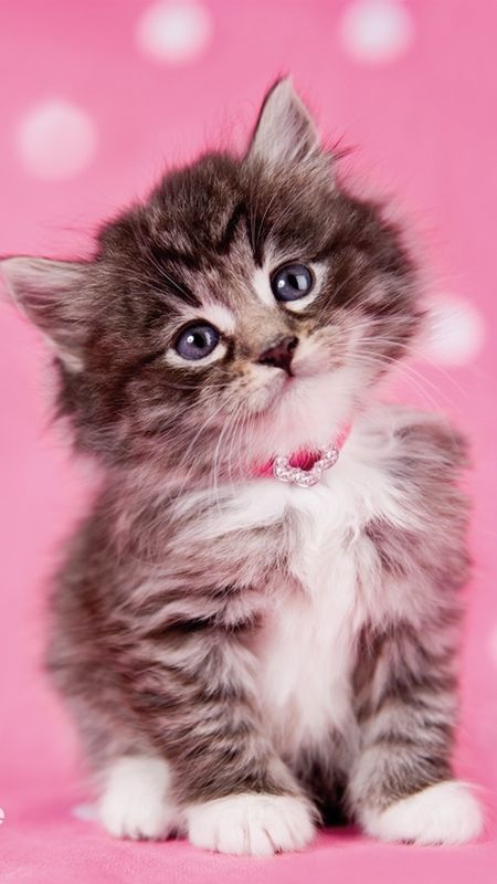 Cute Cat - Pink Background Wallpaper Download | MobCup