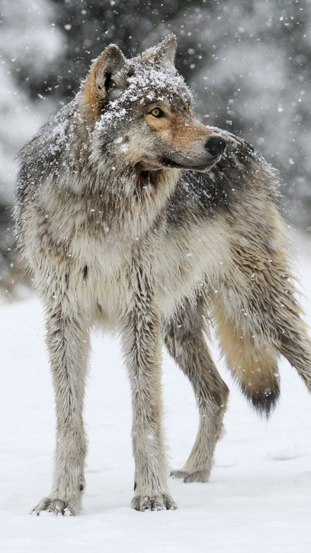 Wolf in the Snow Wallpaper