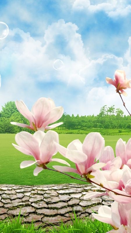 May Background - Pink Flowers - Blue Sky Wallpaper Download | MobCup