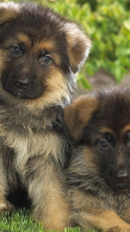 German Shepherd Dog - Cute - Little Puppies Wallpaper Download | MobCup
