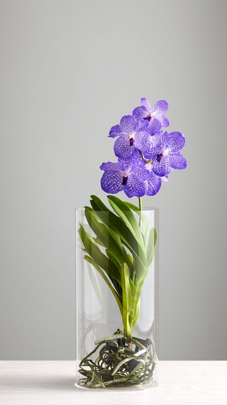 Vanda Orchid | Beautiful Wallpaper Download | MobCup