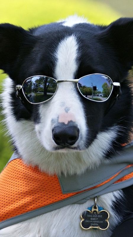 Funny Dog - cool dog Wallpaper Download | MobCup