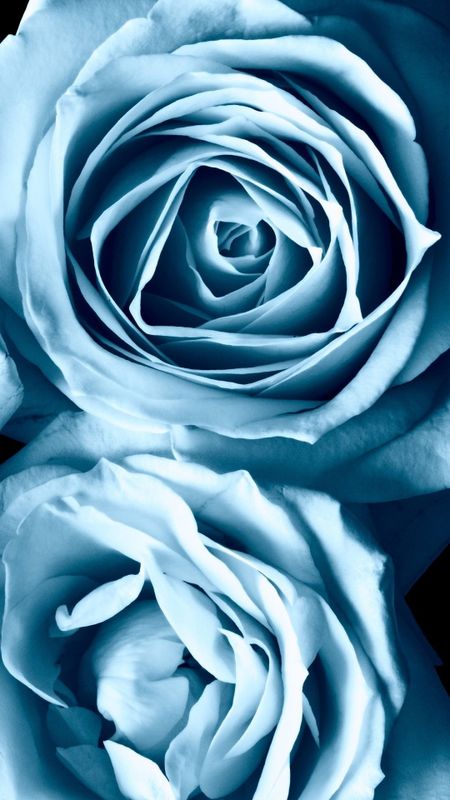 Wallpaper portrait of blue rose beautiful flower dark desktop wallpaper  hd image picture background 590300  wallpapersmug