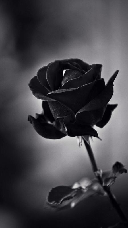 Black Colour | Balck Colour Rose | Royal Black Rose Wallpaper Download |  MobCup
