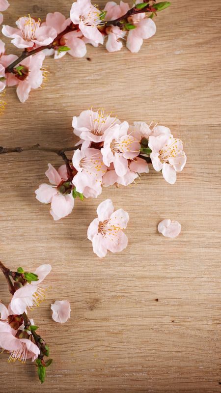 Spring Background, Pink Flowers Aesthetic Wallpaper Download