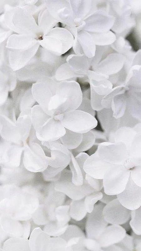 White Colour | White Colour Flowers | White Flowers Wallpaper Download |  MobCup