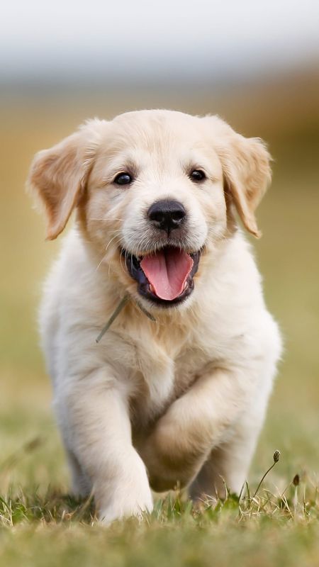Cute Baby Animals - Labrador Retriever Dog Running Wallpaper Download |  MobCup