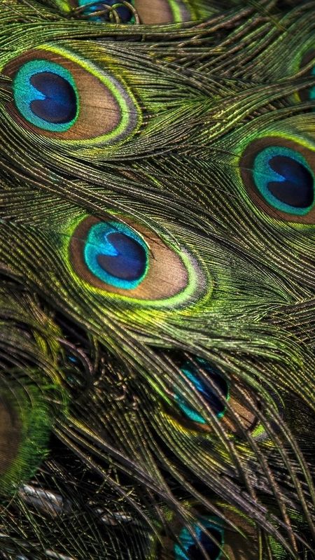 Peacock Feather - Bird Feather - HD Background Wallpaper Download | MobCup