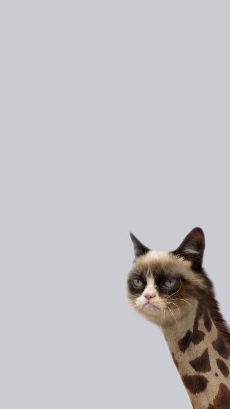 Funny Memes  Cat Meme Wallpaper Download  MobCup