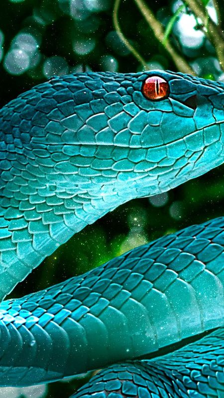 Snake Wallpaper Download | MobCup