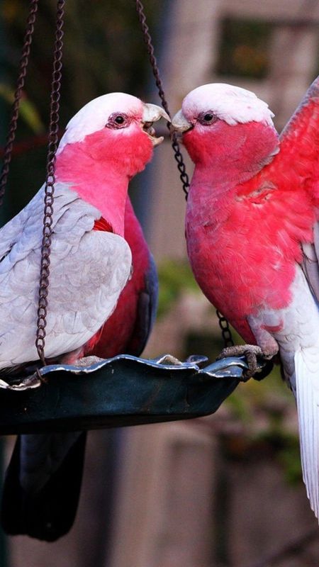 Love Birds - Pink - Birds Wallpaper Download | MobCup