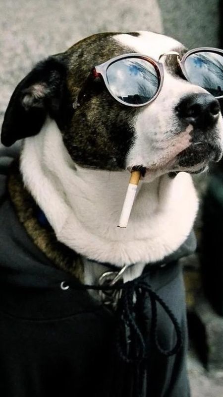 Funny Dog - thug life Wallpaper Download | MobCup