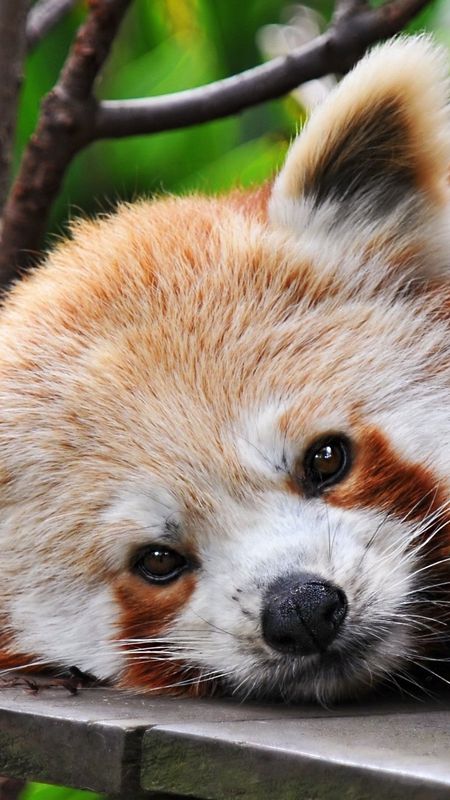 Download Who could not love this adorable Red Panda Wallpaper  Wallpapers com