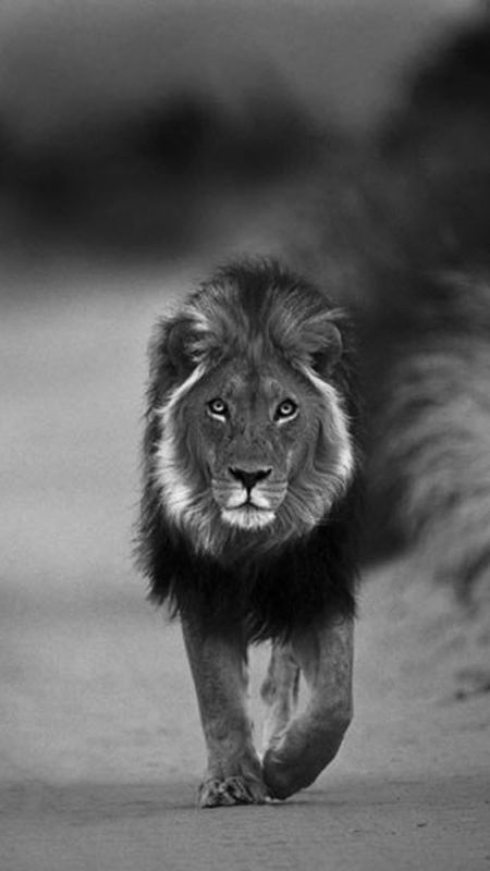 Black Lion | Jungle King | Animal Wallpaper Download | MobCup