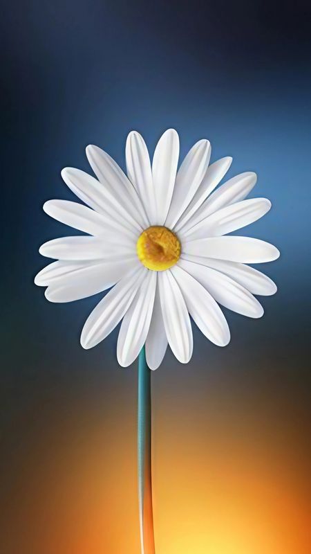 Single Flower - Daisy Flower - Blur Background Wallpaper Download | MobCup